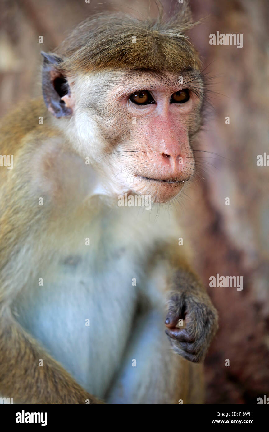 Red Monkey, adult portrait, Yala Nationalpark, Sri Lanka, Asia / (Macaca sinica) Stock Photo