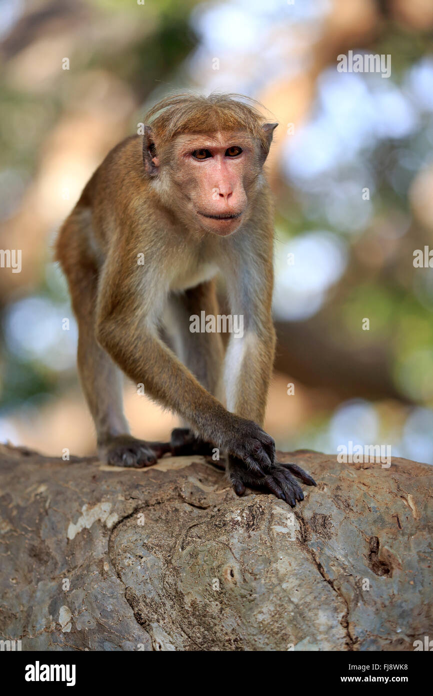 Red Monkey, Yala Nationalpark, Sri Lanka, Asia / (Macaca sinica) Stock Photo