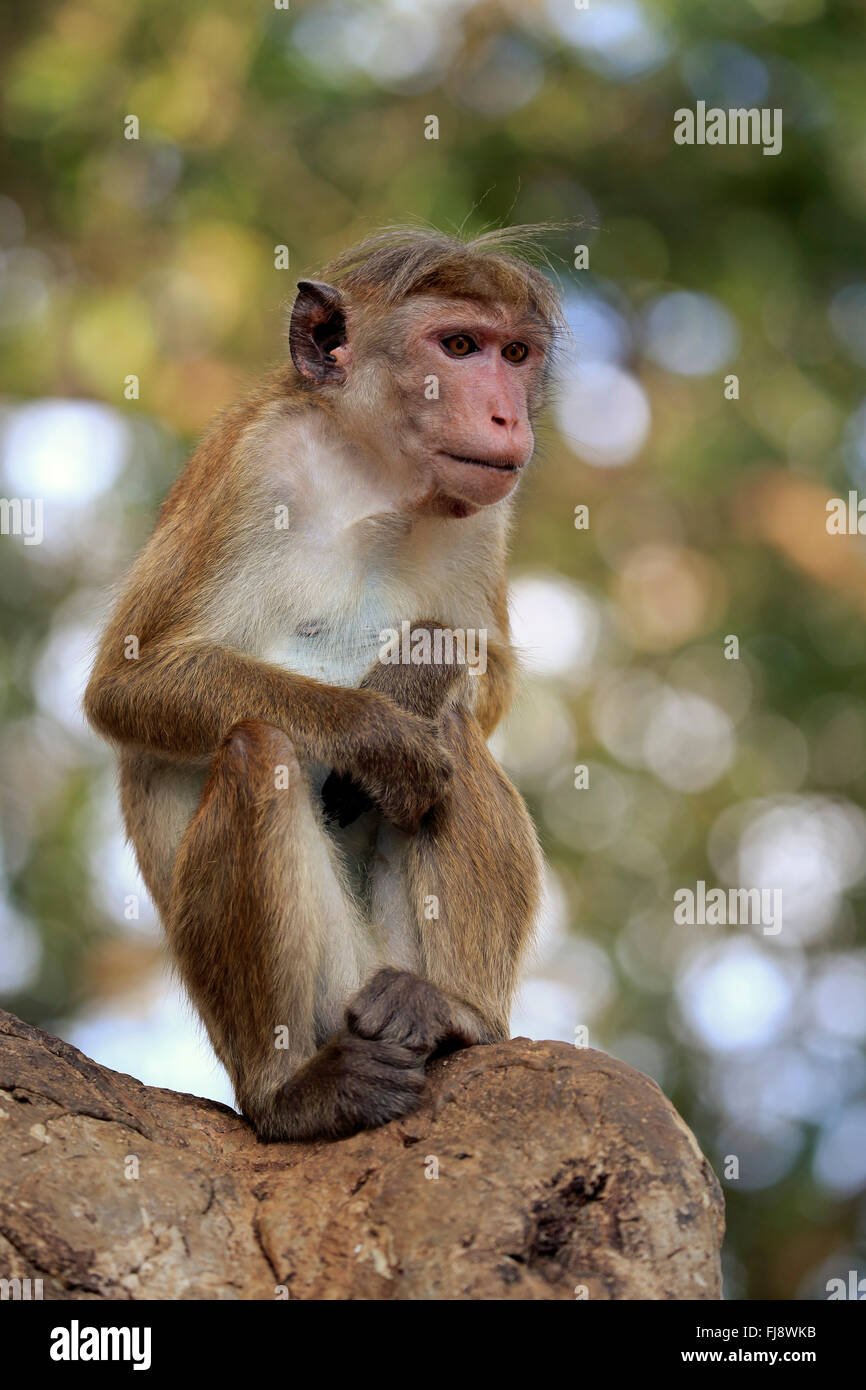 Red Monkey, Yala Nationalpark, Sri Lanka, Asia / (Macaca sinica) Stock Photo