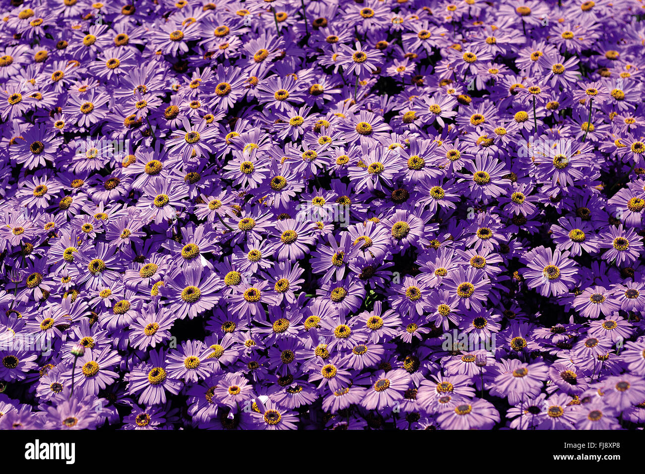 Daisy flower, india, asia Stock Photo