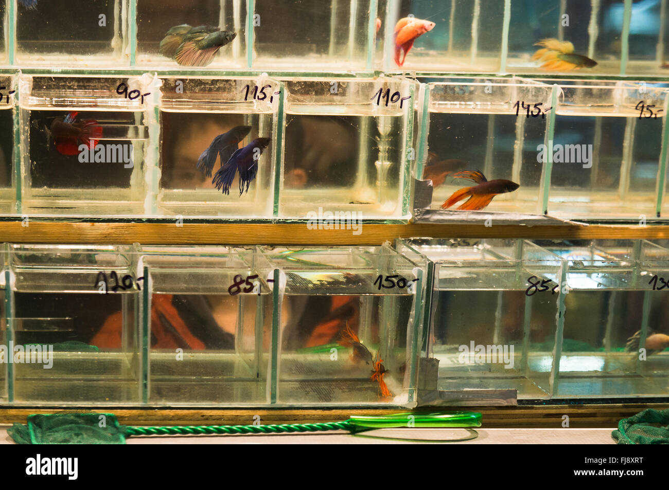 aquarium fish market Stock Photo Alamy