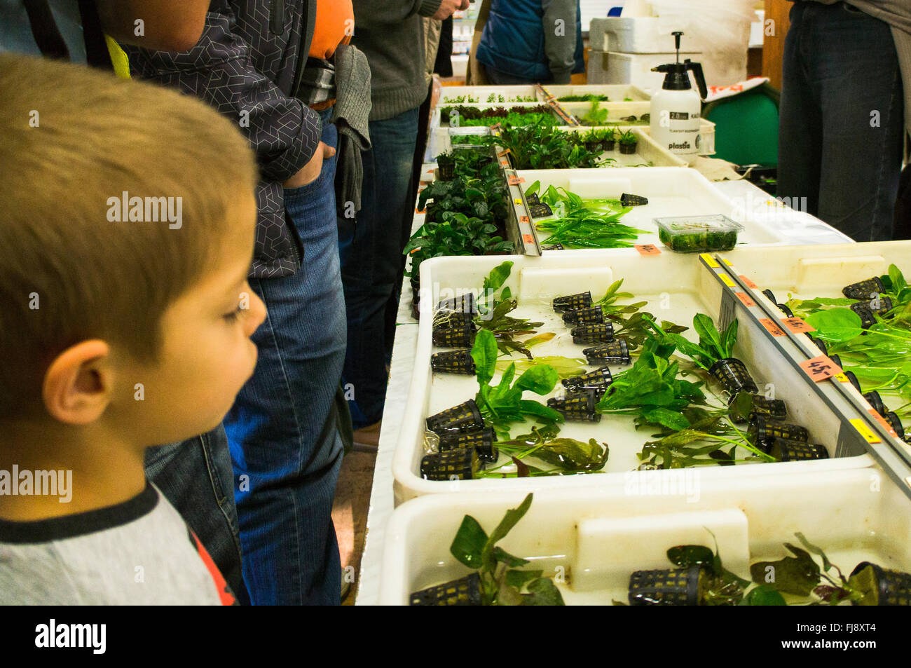 aquarium fish market Stock Photo Alamy