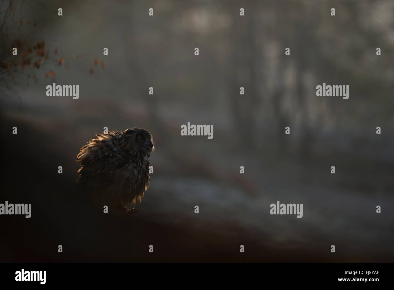 Northern Eagle Owl ( Bubo bubo ) sits early in the morning on the ground of a rocky area, shaking off its feathers, plumage. Stock Photo