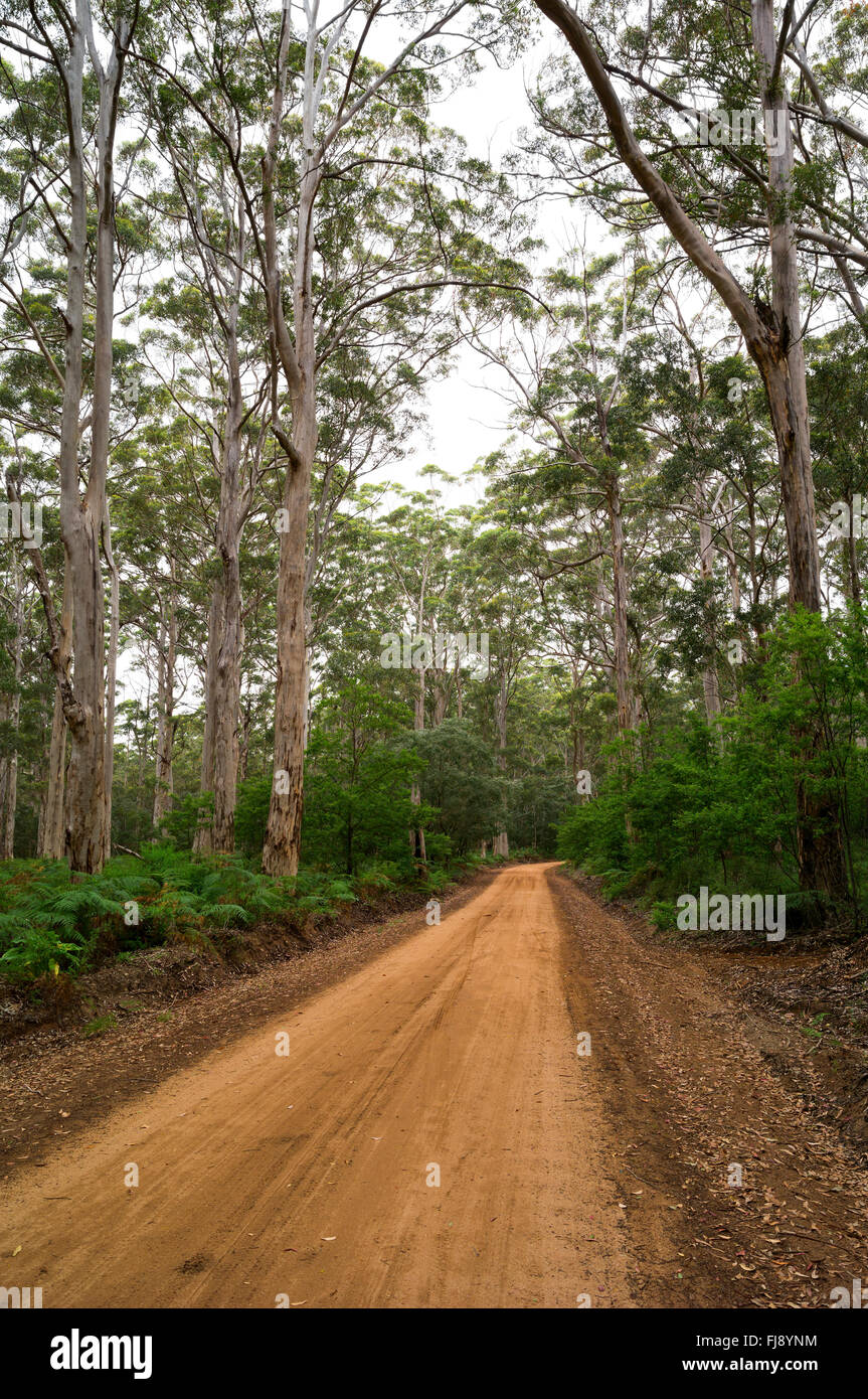 Caves Road Karri Forest region. Near Augusta and Margaret River in