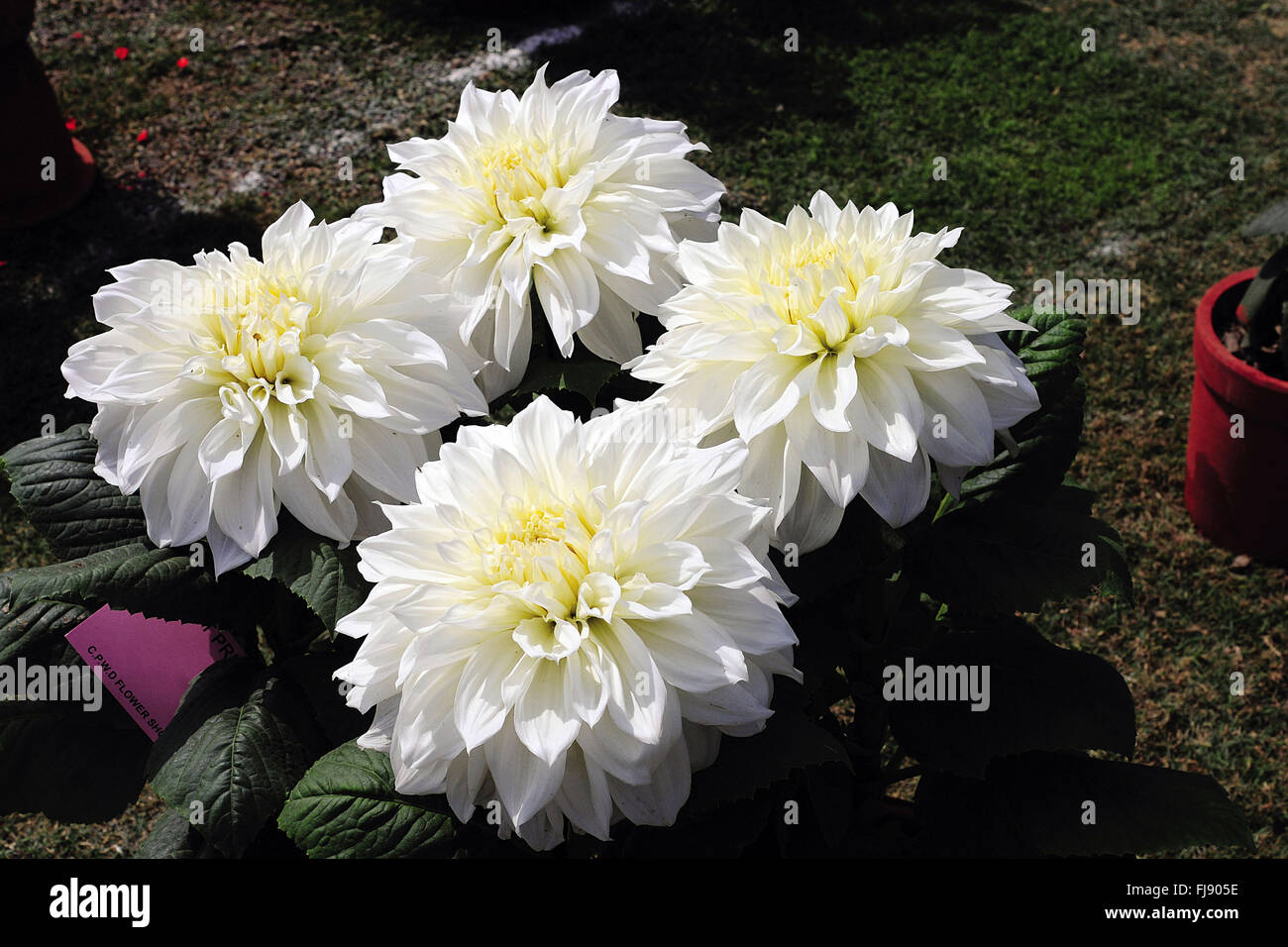 Indian chrysanthemum hires stock photography and images Alamy
