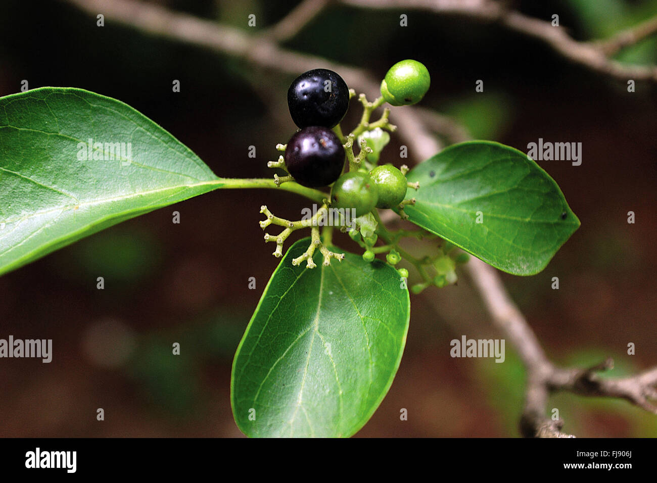 jamun tree hi-res stock photography and images - alamy