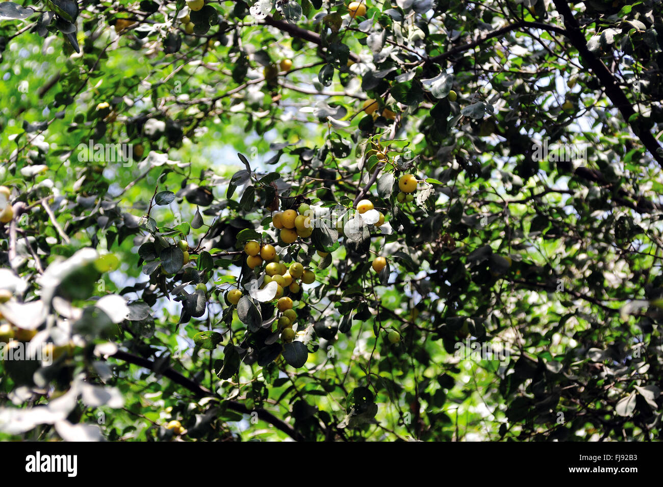 India Berries Stock Photos & India Berries Stock Images Alamy