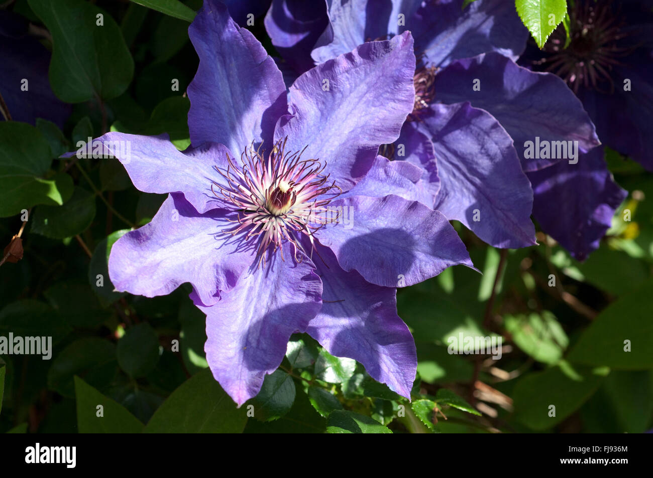 Clematis; The President Stock Photo