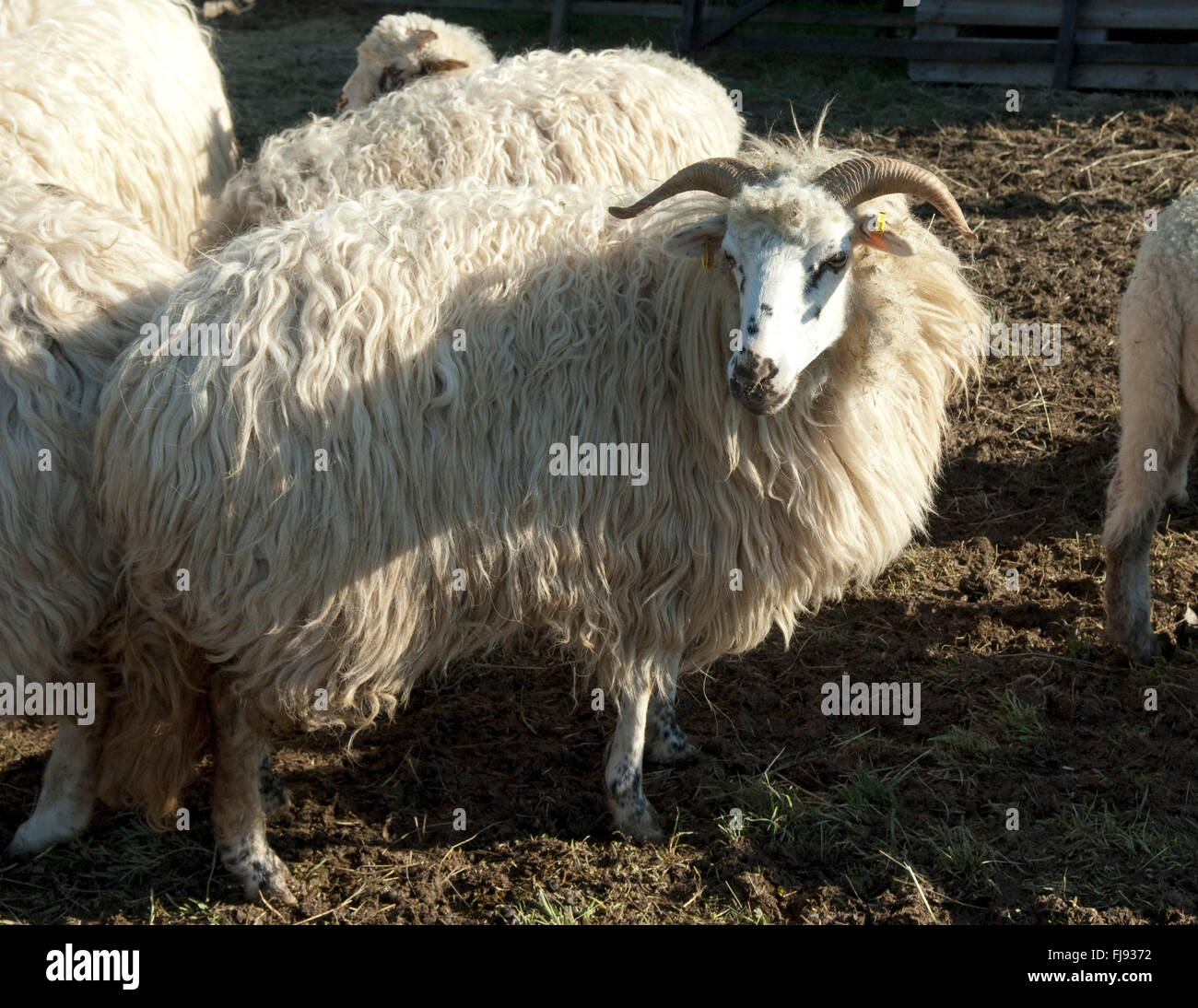 Zackelschaf hi-res stock photography and images - Alamy