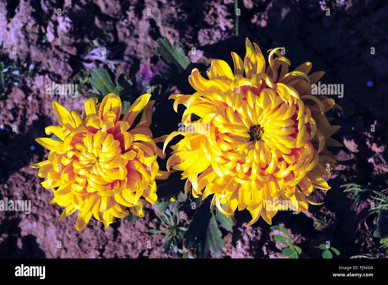 Chrysanthemum flower india hires stock photography and images Alamy