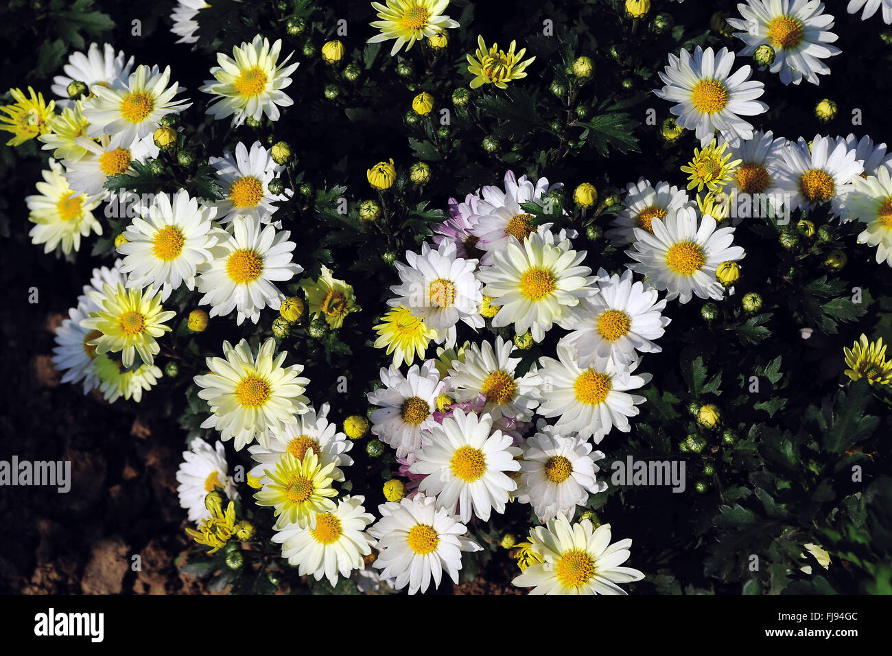 Daisy flower, india, asia Stock Photo