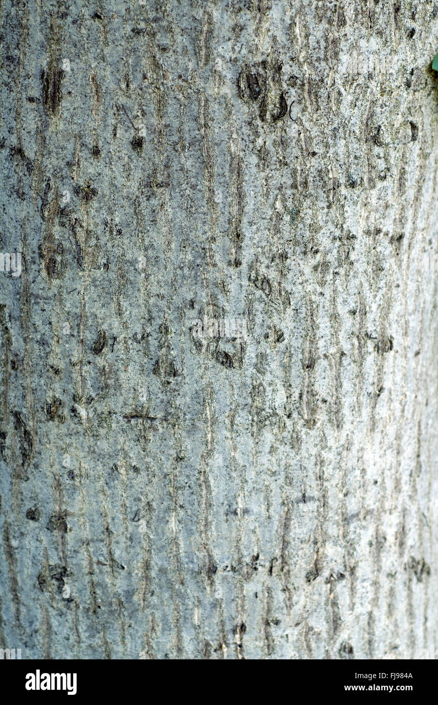 Walnussbaum, Baum; Juglans; regia Stock Photo