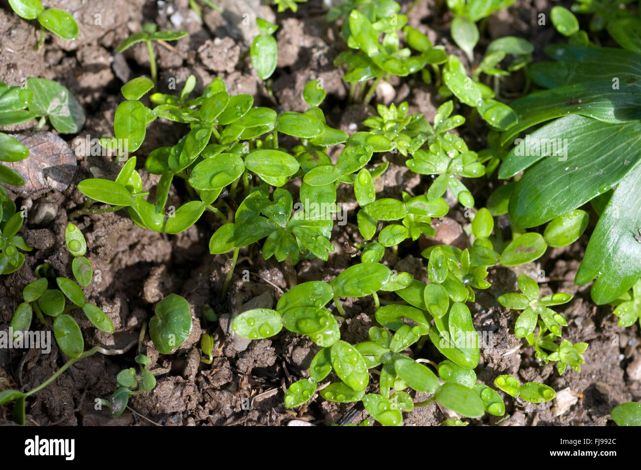 Winterling; Eranthis; hyemalis, jungpflanze Stock Photo