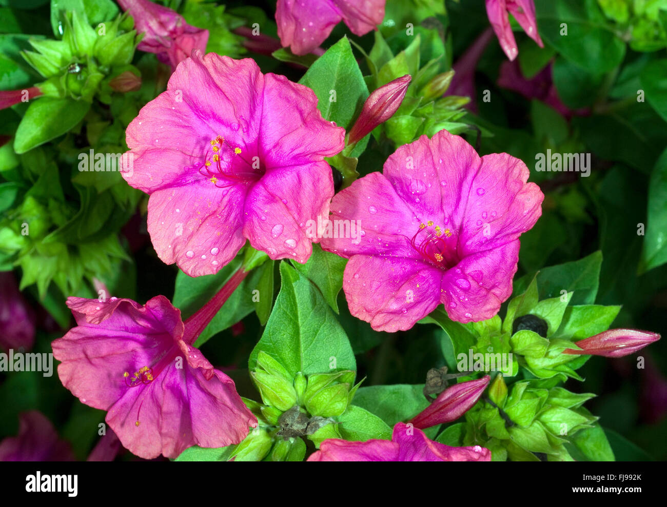 Wunderblume, Mirabilis jalapa Stock Photo