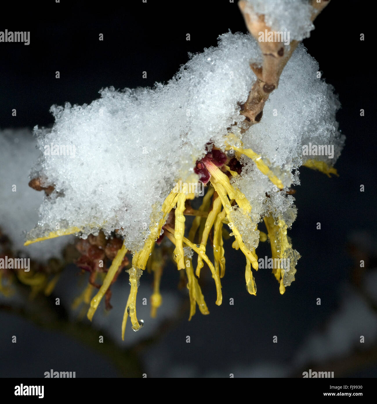 Zaubernuss; Schnee; Hamamelis; japonica Stock Photo