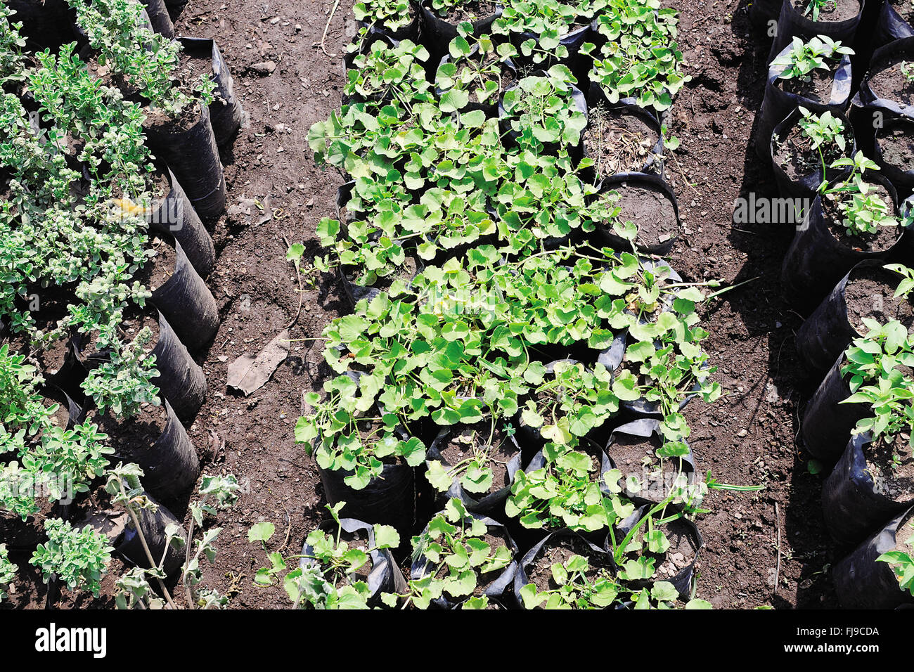 Asia plants hi-res stock photography and images - Alamy