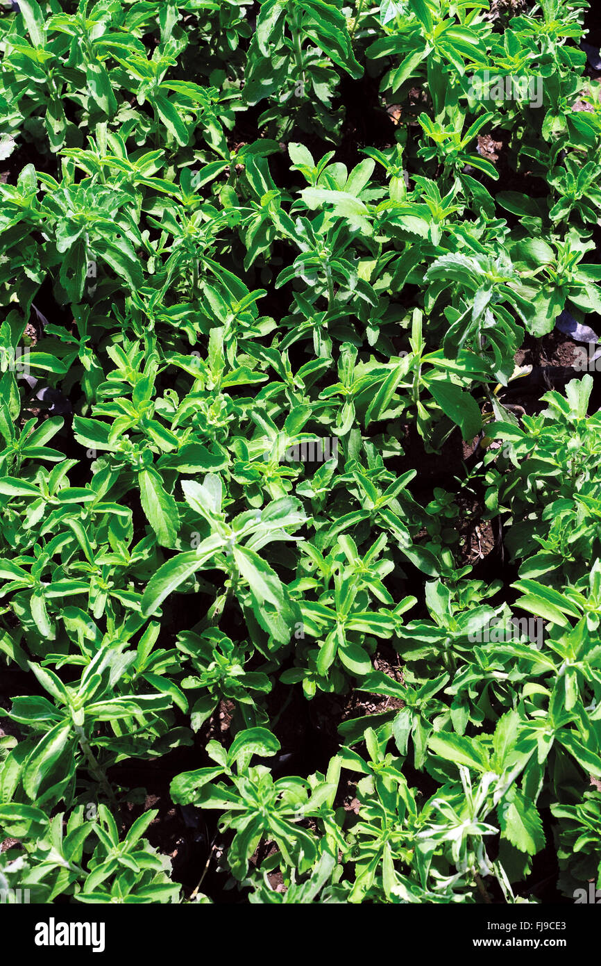 Asia plants hi-res stock photography and images - Alamy