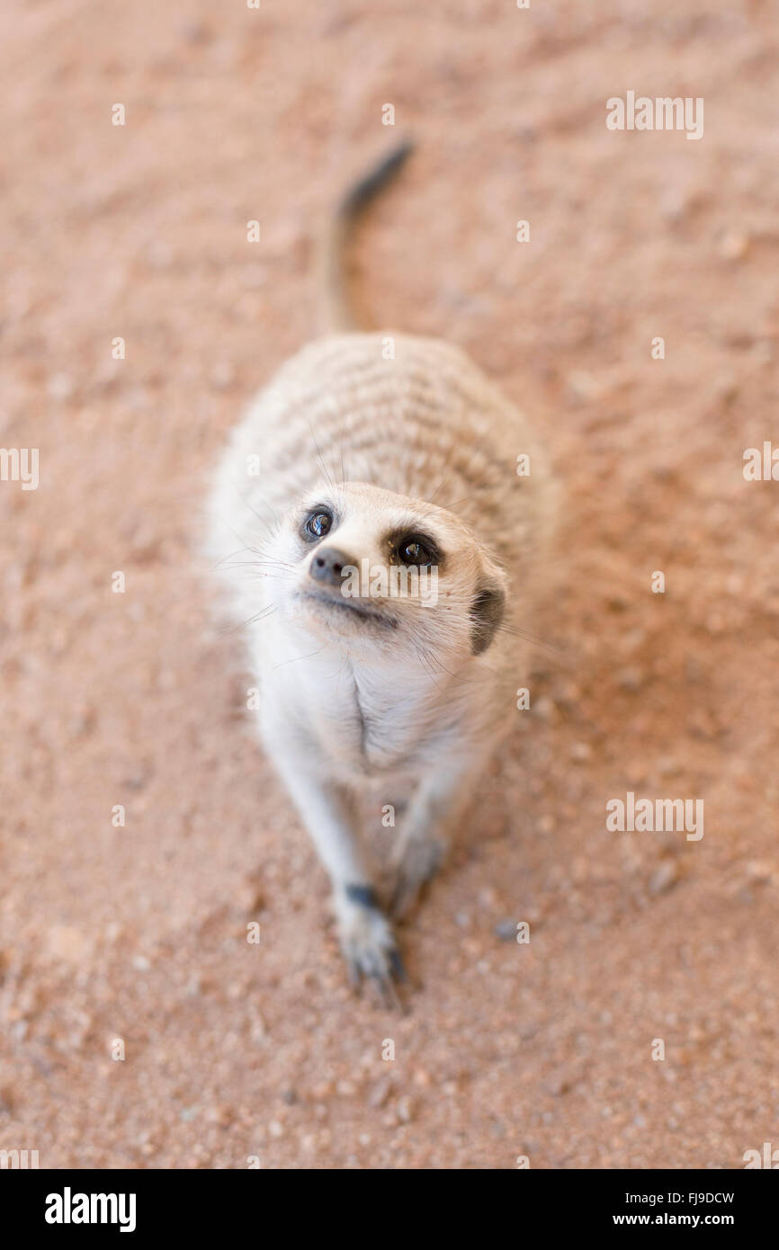 Inquisitive Meerkat in the Kalahari Stock Photo