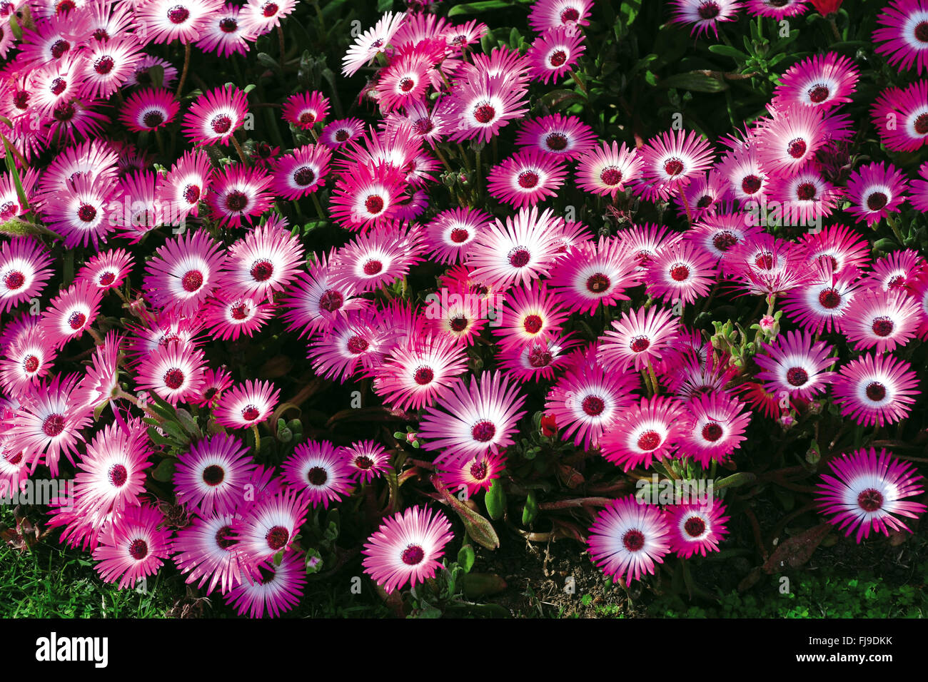Daisy flower, india, asia Stock Photo