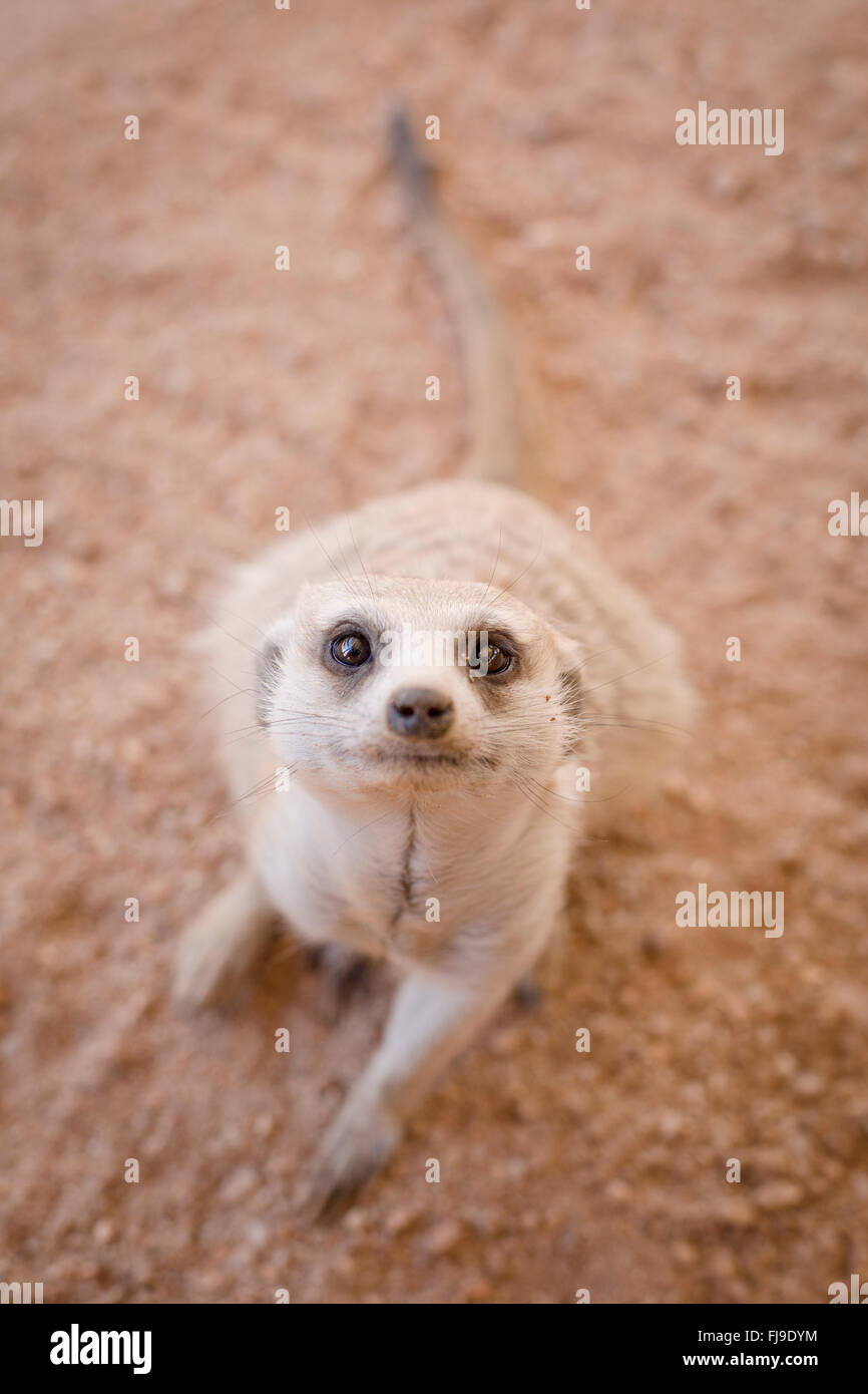 Inquisitive Meerkat in the Kalahari Stock Photo