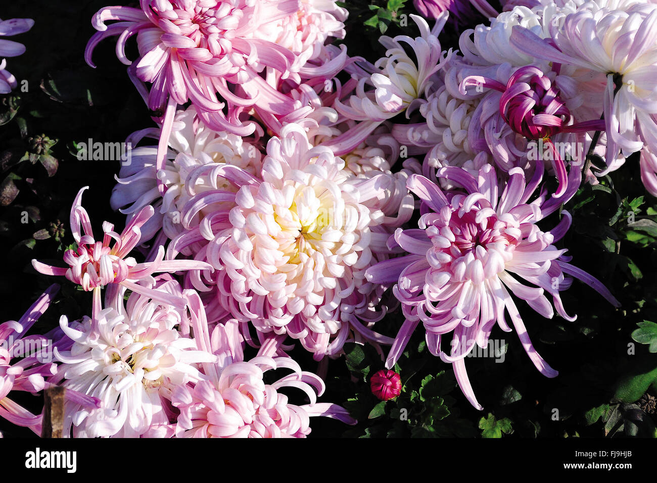 Chrysanthemum flower, india, asia Stock Photo Alamy