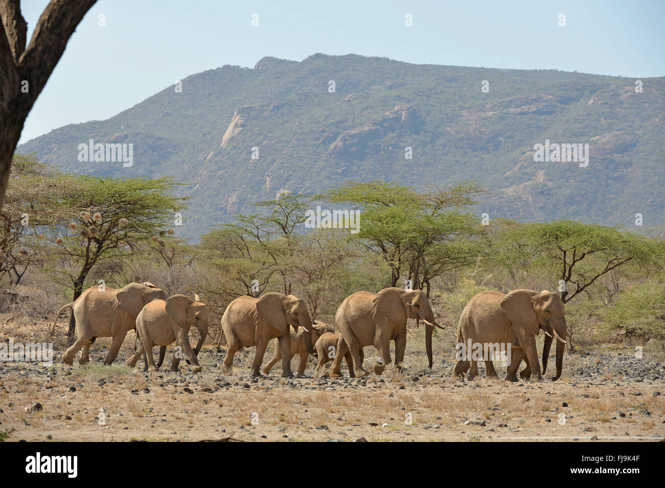 African Elephant (Loxodonta africana) small group of adults and young walking together in arid countryside, Shaba National Reser Stock Photo