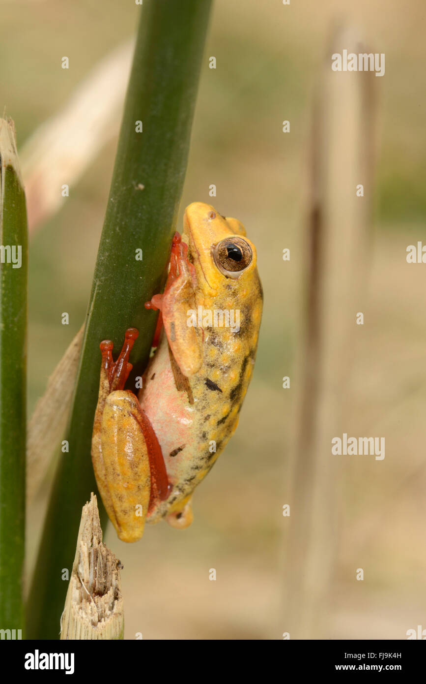 Common Reed Frog (Hyperolius viridiflavus/Hyperolius glandicolor