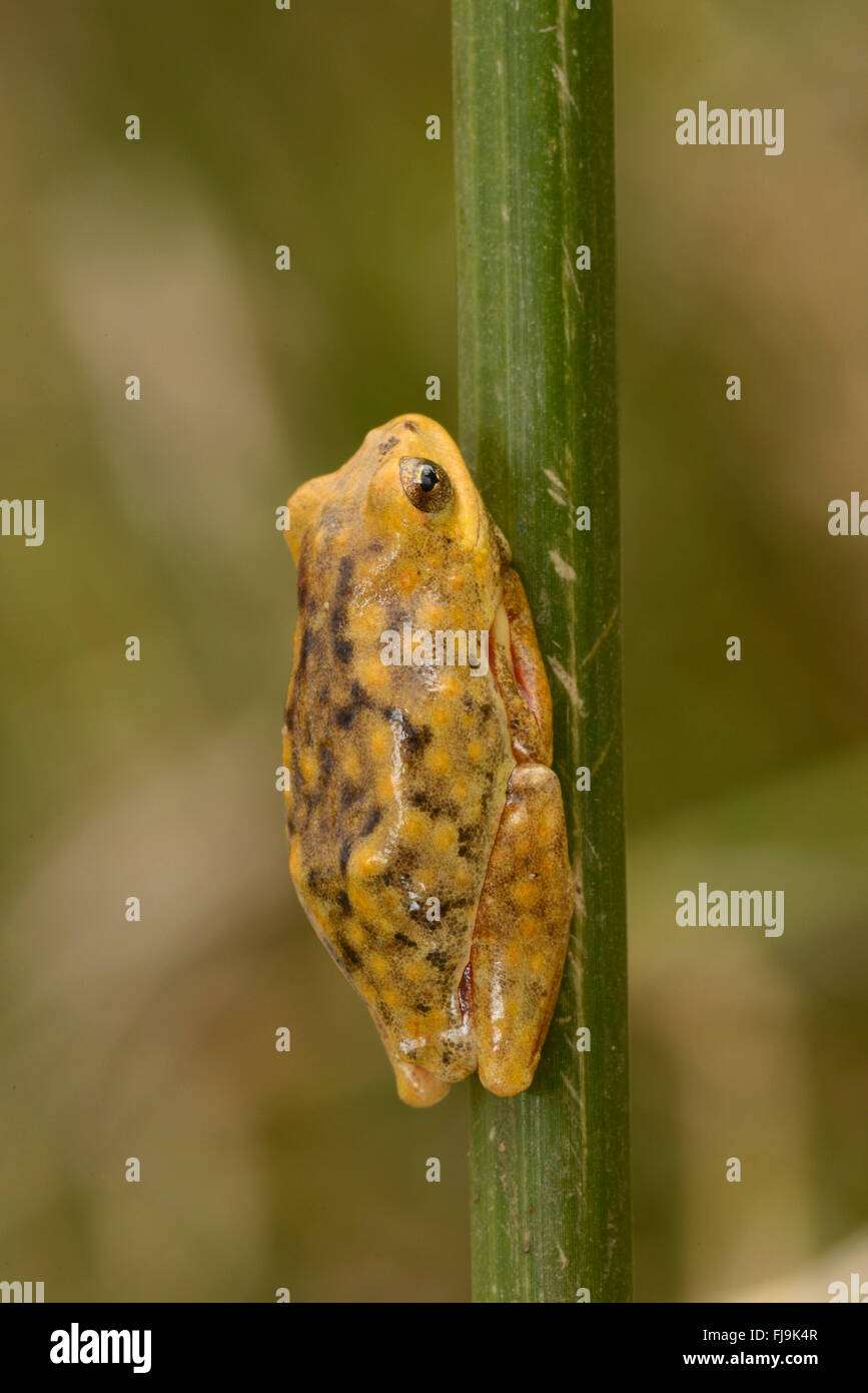 Common Reed Frog (Hyperolius viridiflavus/Hyperolius glandicolor