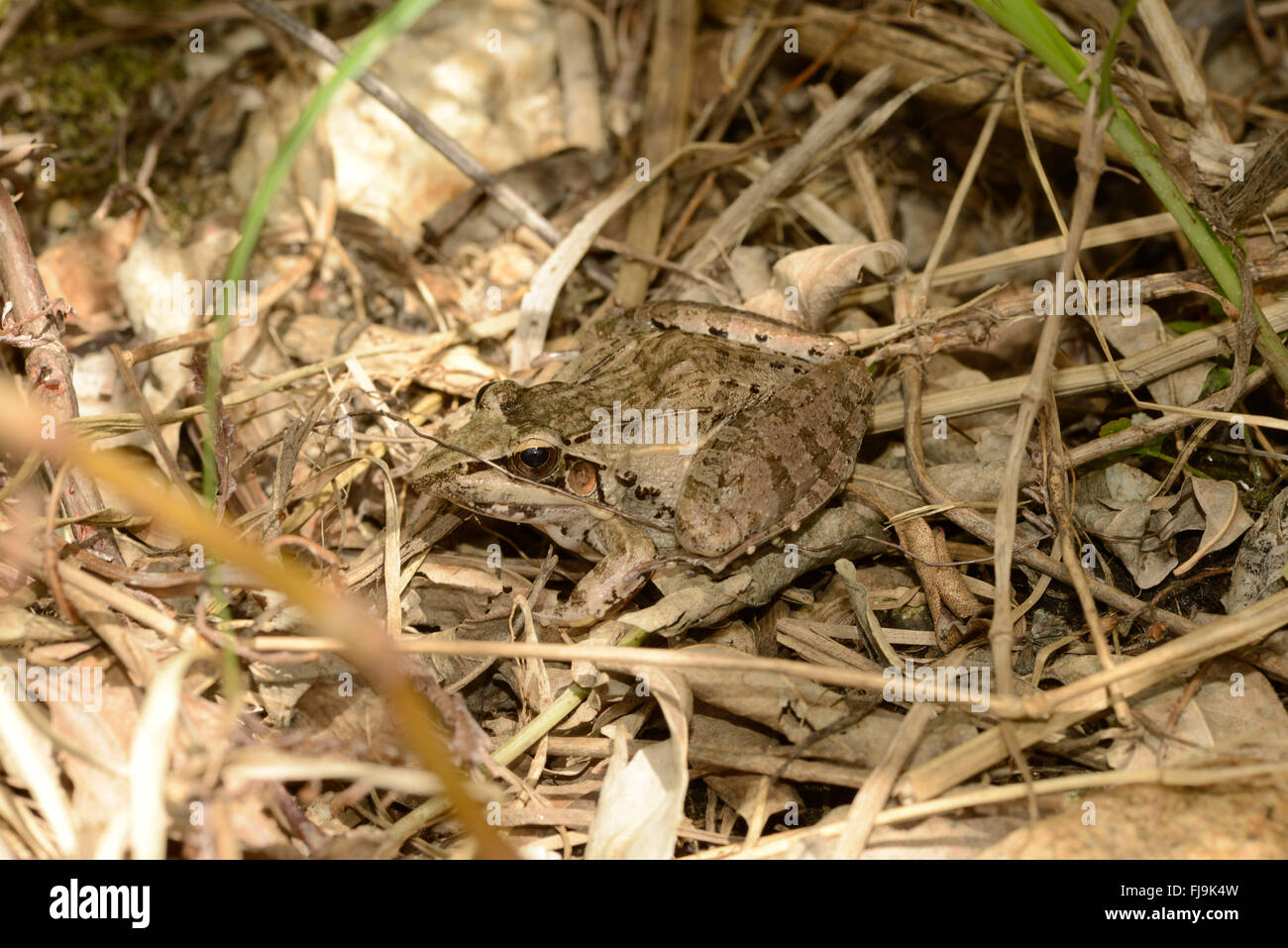 Sharp-nosed Rocket Frog (Ptychadena oxyrhynchus) Mathews Mountains, Kenya, October Stock Photo