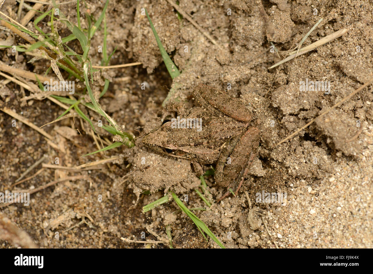 Sharp-nosed Rocket Frog (Ptychadena oxyrhynchus) resting on sandy soil, Mathews Mountains, Kenya, October Stock Photo