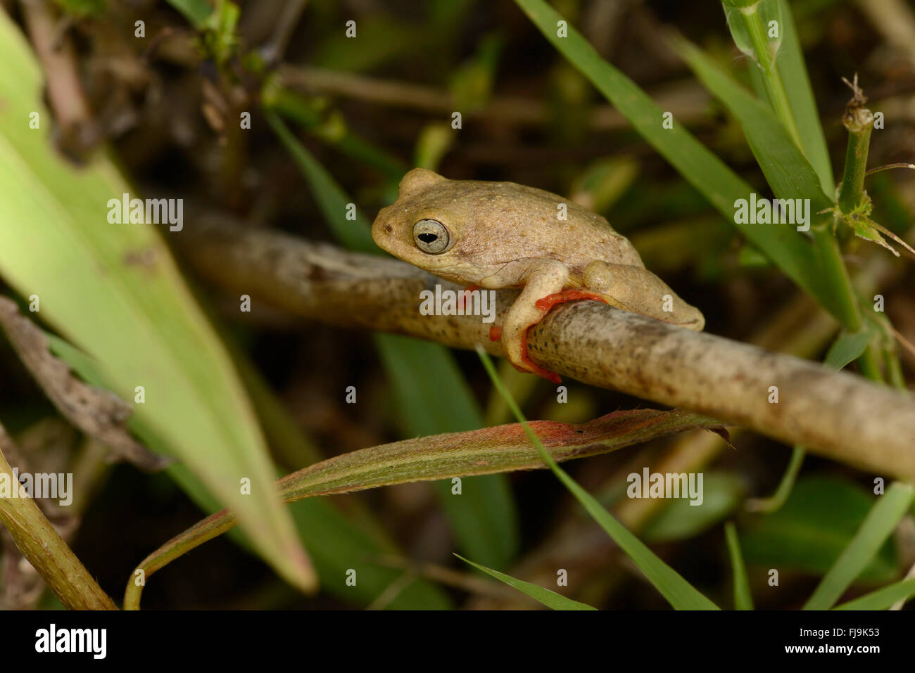 Common Reed Frog (Hyperolius viridiflavus/Hyperolius glandicolor