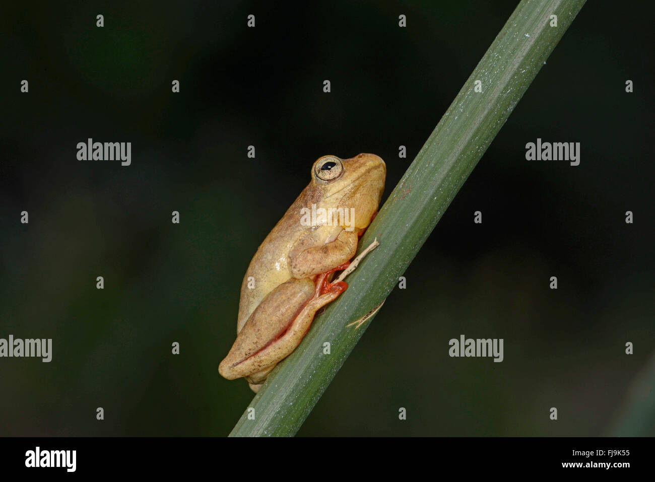 Common Reed Frog (Hyperolius viridiflavus/Hyperolius glandicolor