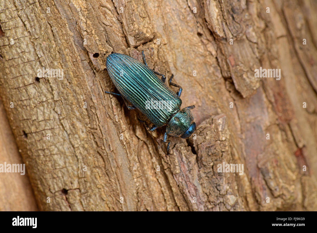Bupestid Metallic Wood Boring Beetle (Acmaeodera sp.) blue, on tree trunk, Mathews Mountains, Kenya, October Stock Photo