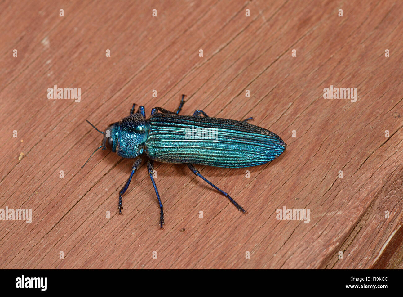 Bupestid Metallic Wood Boring Beetle (Acmaeodera sp.) blue, Mathews Montains, Kenya, October Stock Photo