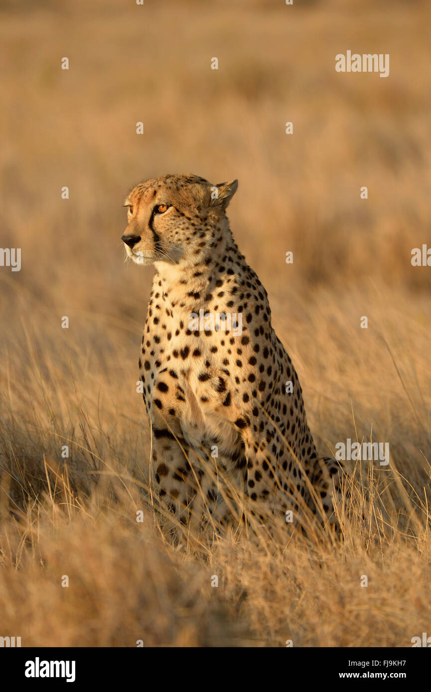 Cheetah (Acinonyx jubatus) adult sat up in long dry grass, looking for prey, Lewa Wildlife Conservancy, Kenya, October Stock Photo