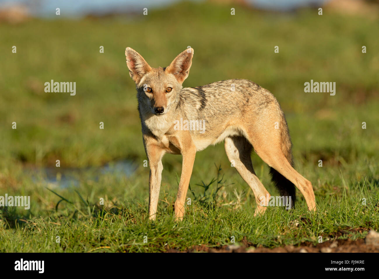 Golden Jackal (Canis aureus) adult standing in short grass, Shaba National Reserve, Kenya, October Stock Photo