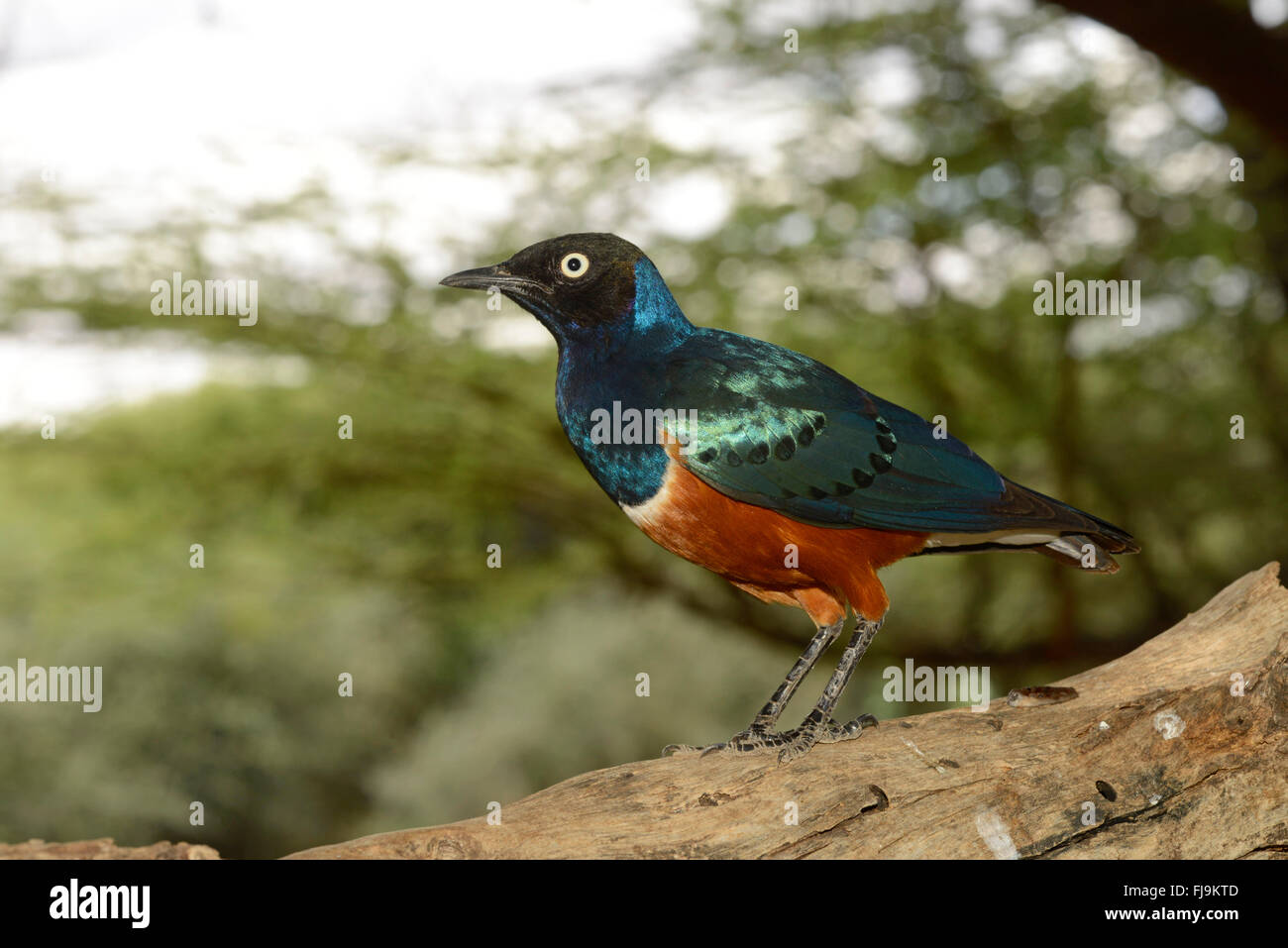 Superb Starling (Lamprotornis superbus) Shaba National Reserve, Kenya, October Stock Photo