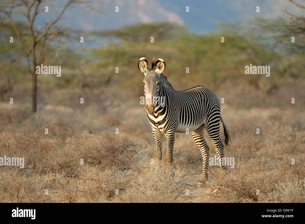 Grevy's Zebra (Equus grevyi) single adult standing in dry scubland, Shaba National Reserve, Kenya, October Stock Photo