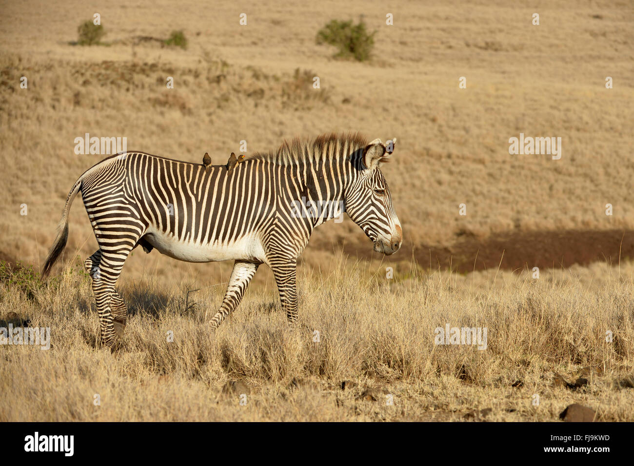 Grevy's Zebra (Equus grevyi) lone stallion walking through long dry grass, red-billed oxpeckers on back, Lewa Wildlife Conservan Stock Photo