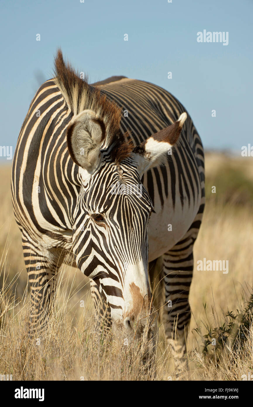 Grevy's Zebra (Equus grevyi) adult grazing, Lewa Wildlife Conservancy, Kenya, October Stock Photo