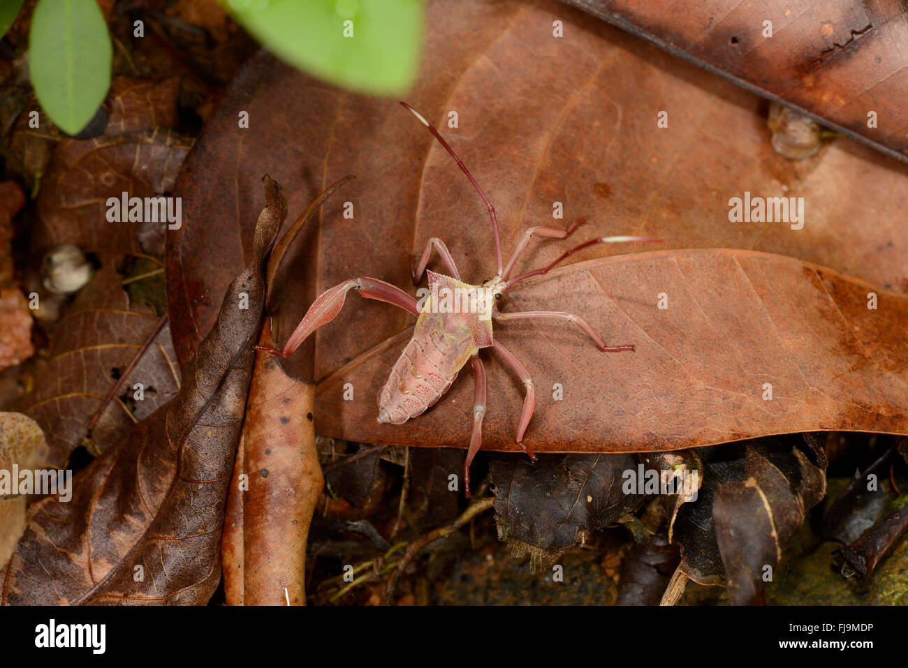 Leaf-footed Bug (Coreidae) on dead leaves on forest floor, Sinharaja Rainforest, Sri Lanka, March Stock Photo