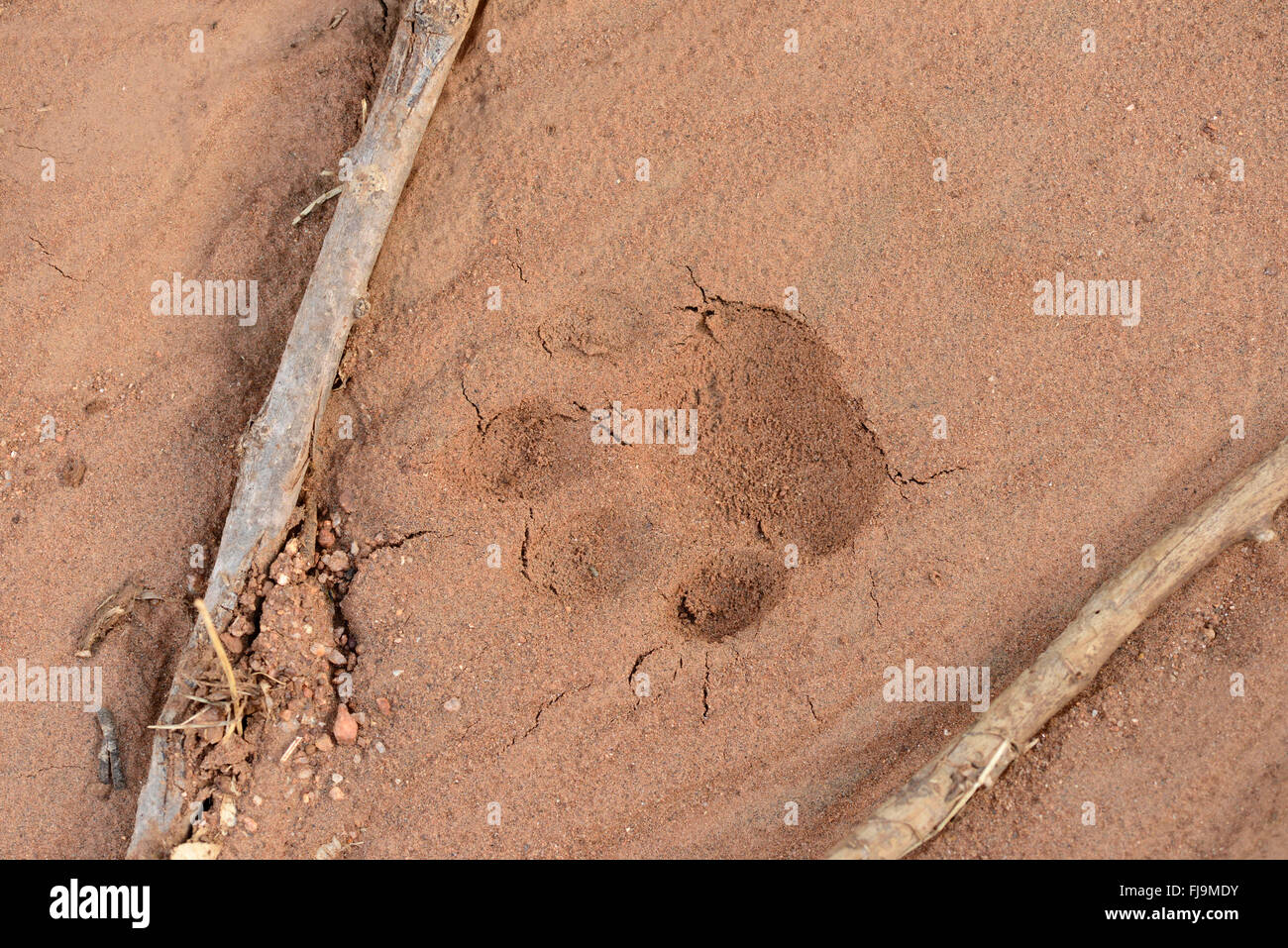 Leopard (Panthera pardus) paw print in the sand, Mathews Mountians, Kenya, October Stock Photo