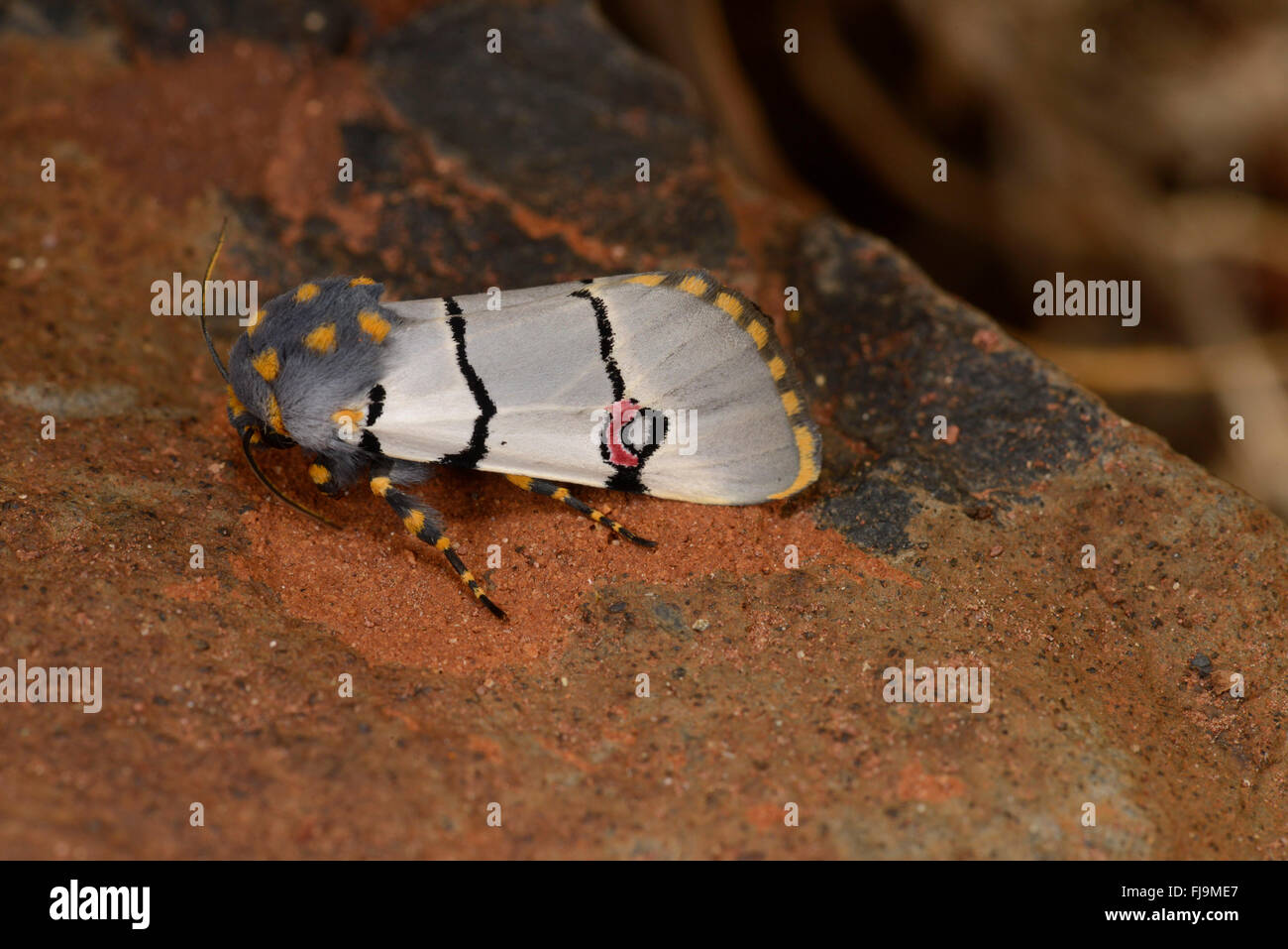 Cherry Spot Moth (Diaphone eumela) adult, Lewa Wildlife Conservancy, Kenya, October Stock Photo