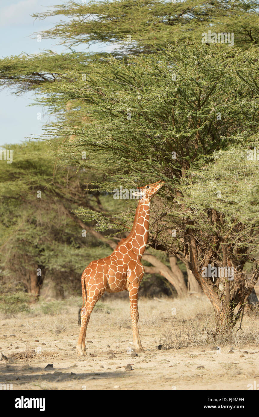 Reticulated Giraffe (Giraffa camelopardalis reticulata) feeding on acacia trees, Shaba National Reserve, Kenya, October Stock Photo