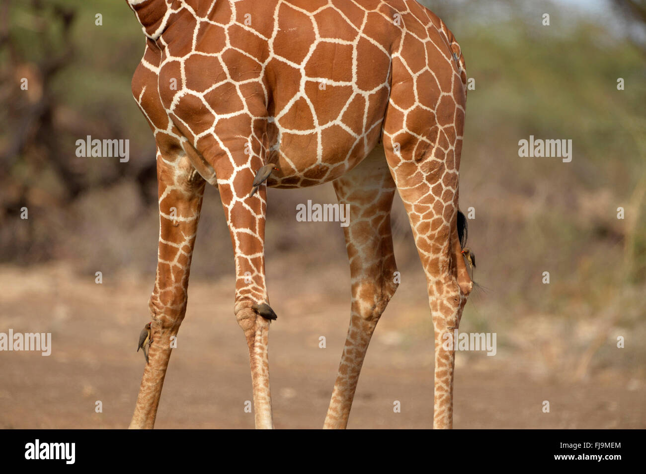 Reticulated Giraffe (Giraffa camelopardalis reticulata) close-up of legs, with red-billed oxpeckers, Shaba National Reserbve, Ke Stock Photo