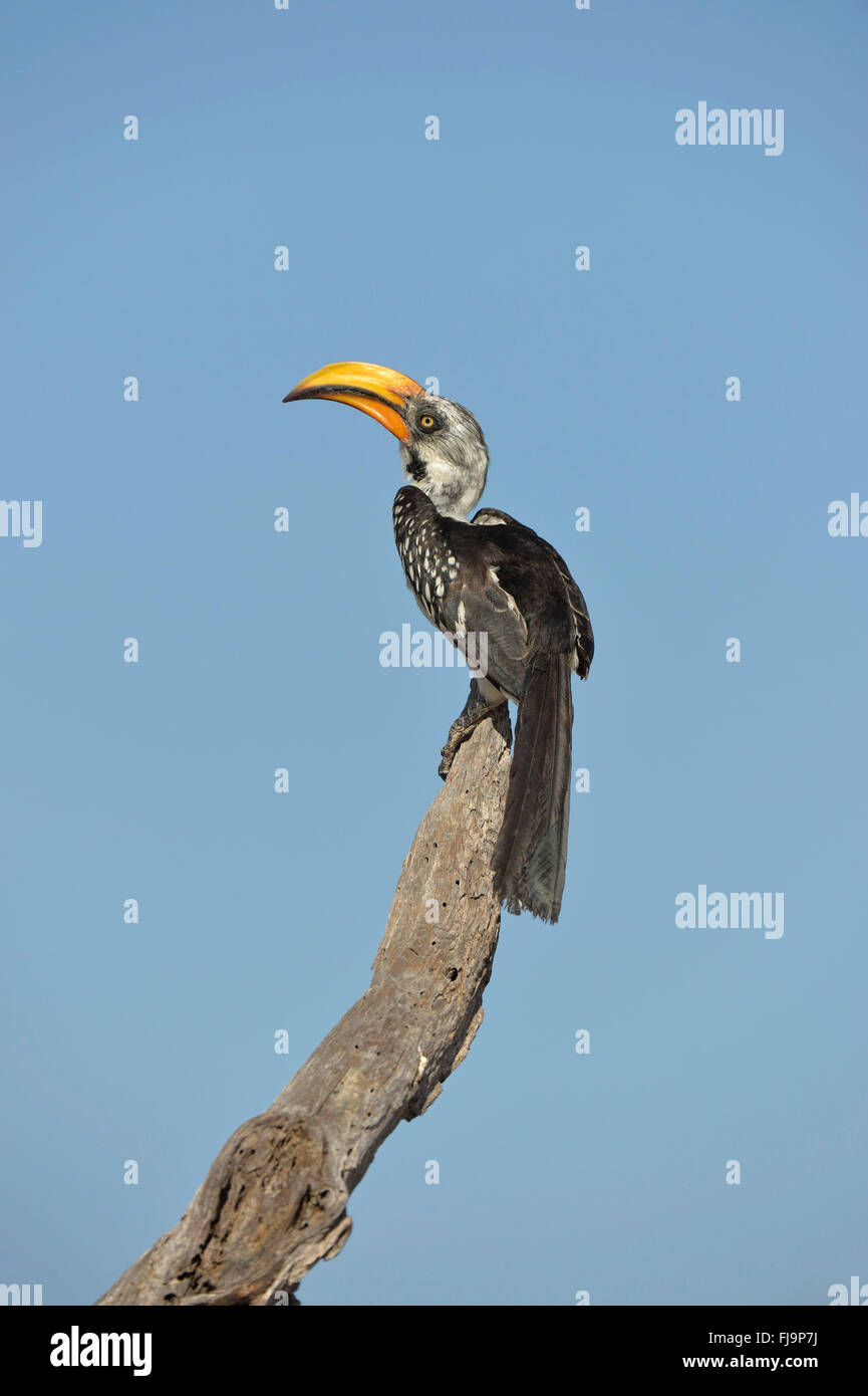 Northern Yellow-billed Hornbill (Tockus flavirostris) adult perched on dead tree, Shaba National Reserve, Kenya, October Stock Photo