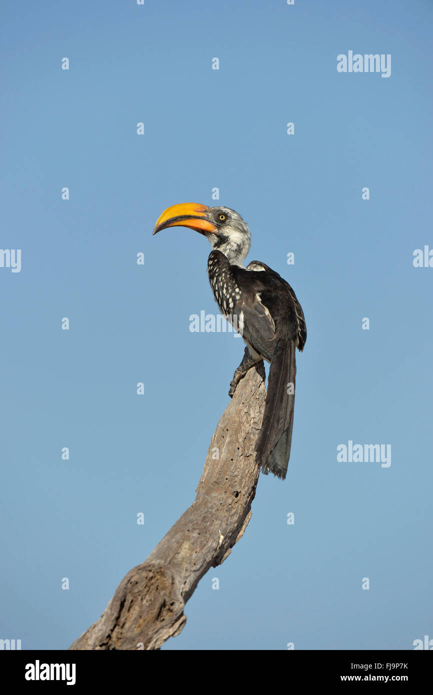 Northern Yellow-billed Hornbill (Tockus flavirostris) adult perched on dead branch, Shaba National Reserve, Kenya, October Stock Photo