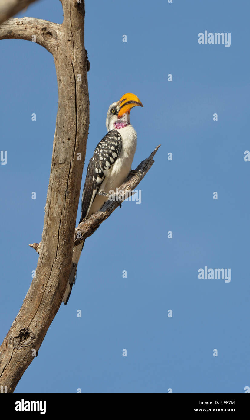 Northern Yellow-billed Hornbill (Tockus flavirostris) adult perched on dead tree, Shaba National Reserve, Kenya, October Stock Photo
