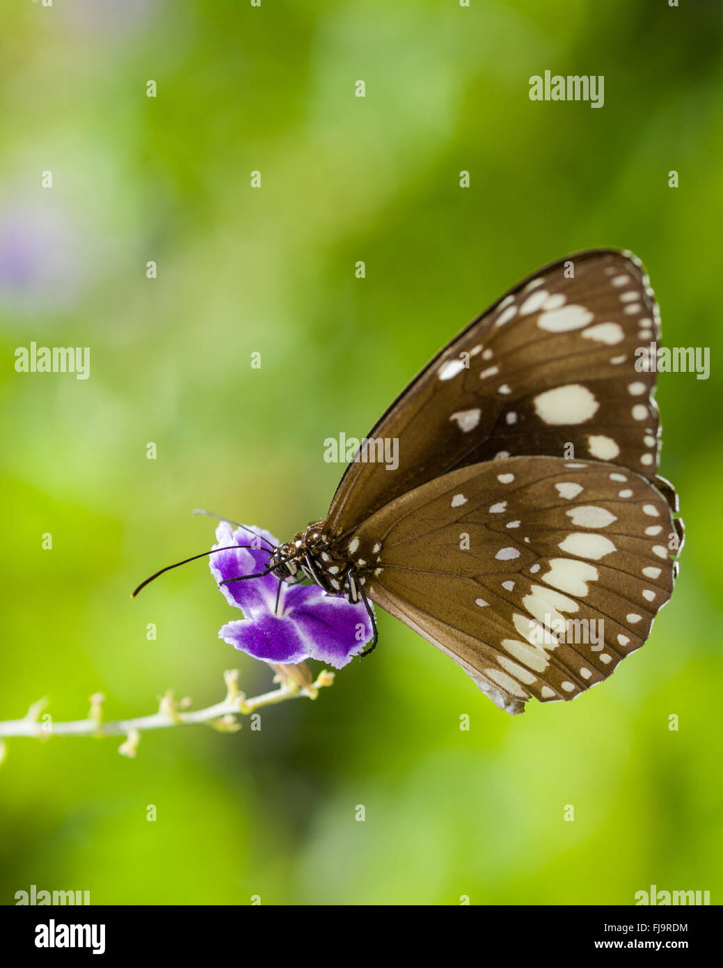 Common crow butterfly, Euploea core, on purple duranta flower of Geisha Girl in tropical garden Stock Photo