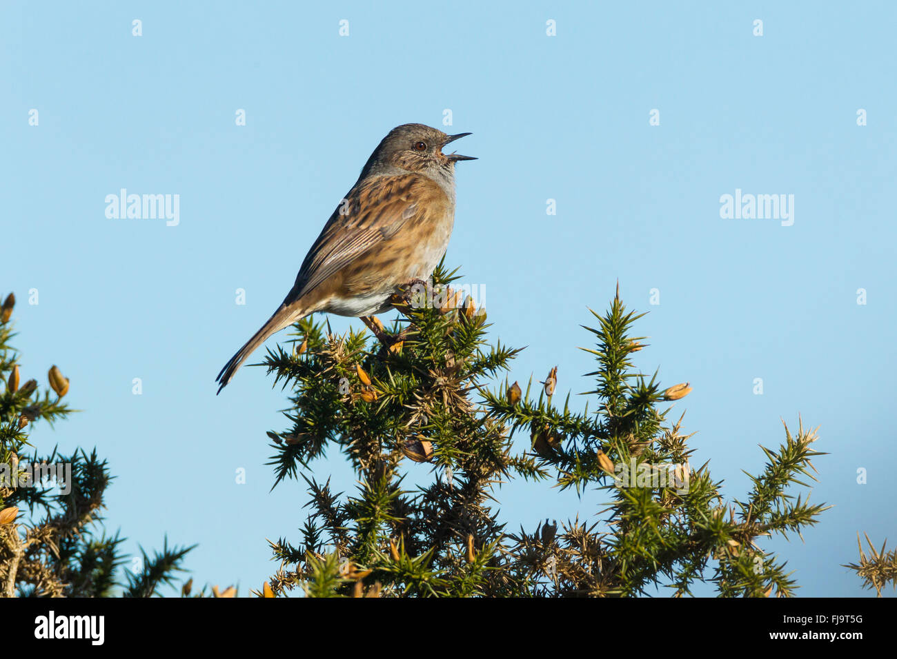 Dunnock singing from the top of a Gorse bush Stock Photo